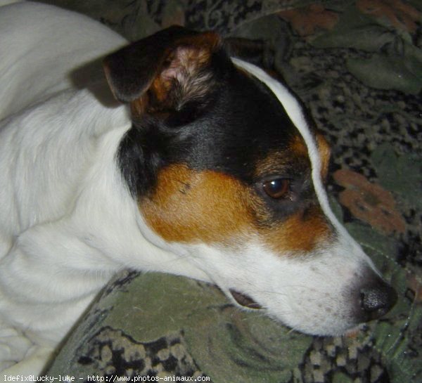 Photo de Jack russell terrier