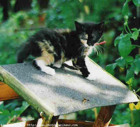 Photo de Chat domestique