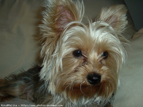 Photo de Yorkshire terrier