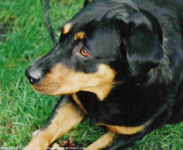 Photo de Rottweiler