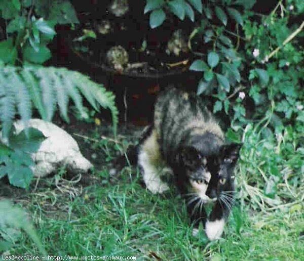 Photo de Chat domestique