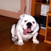 Photo de Bulldog