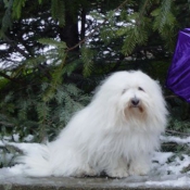 Photo de Coton de tulear