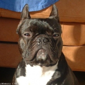 Photo de Bouledogue franais