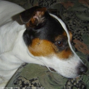 Photo de Jack russell terrier