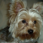 Photo de Yorkshire terrier