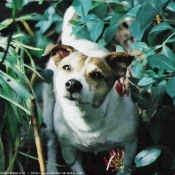 Photo de Jack russell terrier