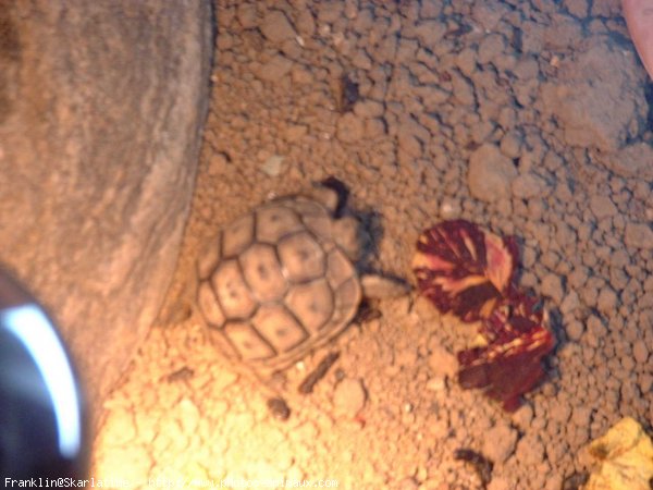 Photo de Tortue