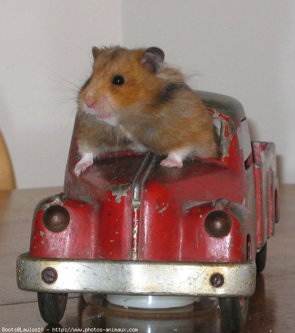 Photo de Hamster