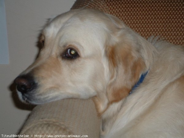 Photo de Golden retriever