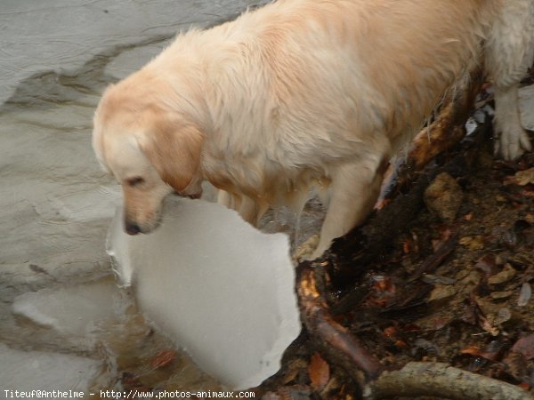 Photo de Golden retriever