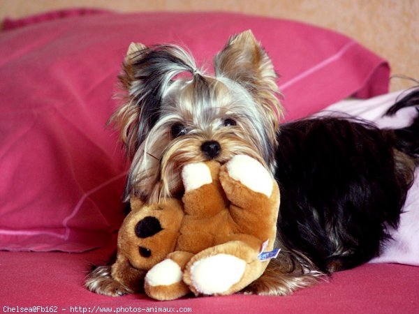 Photo de Yorkshire terrier