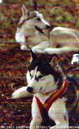 Photo de Husky siberien