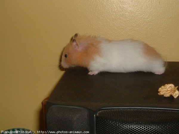 Photo de Hamster