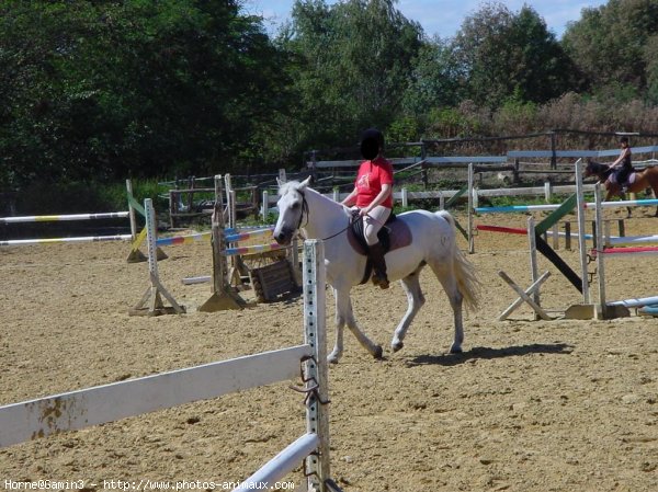 Photo de Poney franais de selle