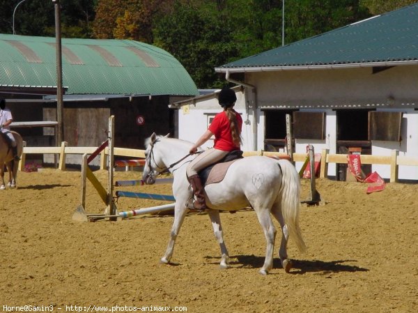 Photo de Poney franais de selle