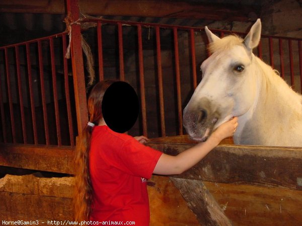 Photo de Poney franais de selle