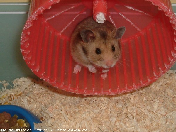 Photo de Hamster