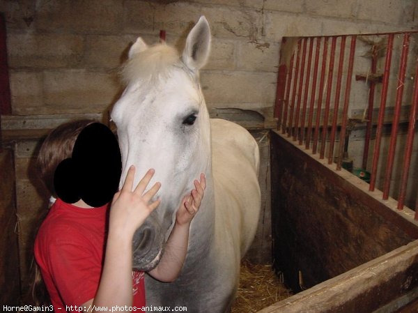 Photo de Poney franais de selle