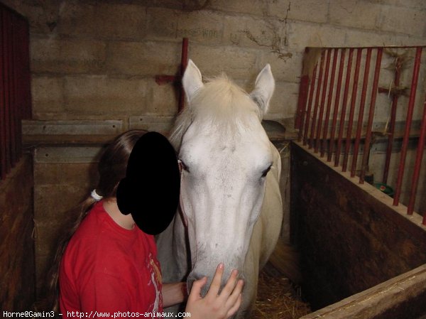 Photo de Poney franais de selle