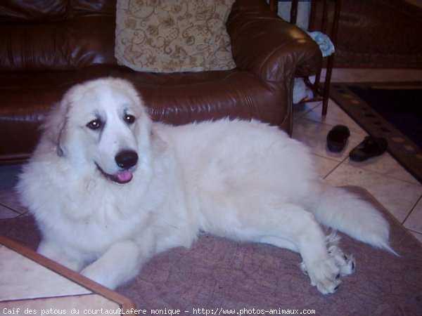 Photo de Chien de montagne des pyrnes