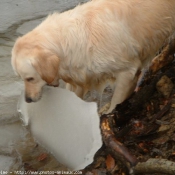 Photo de Golden retriever