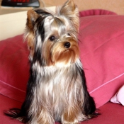 Photo de Yorkshire terrier