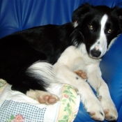 Photo de Border collie