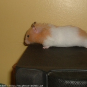 Photo de Hamster