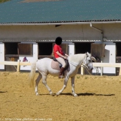 Photo de Poney franais de selle