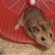 Photo de Hamster