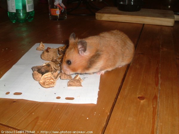 Photo de Hamster