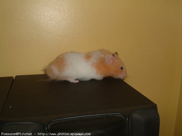 Photo de Hamster