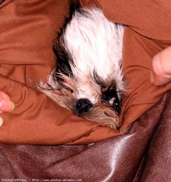 Photo de Shih tzu