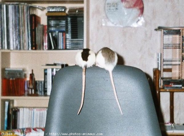 Photo de Rat