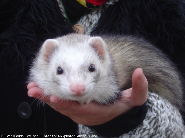 Photo de Furet