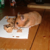 Photo de Hamster