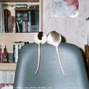 Photo de Rat