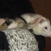 Photo de Furet