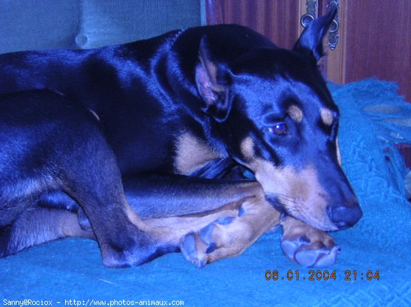 Photo de Dobermann