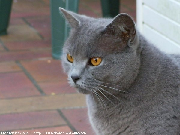 Photo de Chartreux