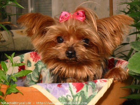 Photo de Yorkshire terrier