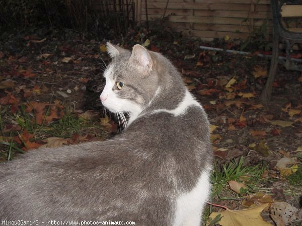 Photo d'European shorthair