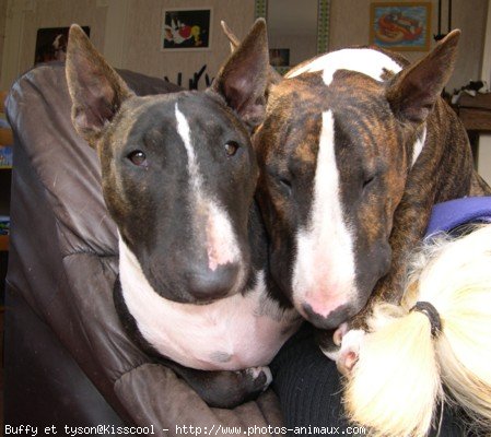 Photo de Bull terrier miniature