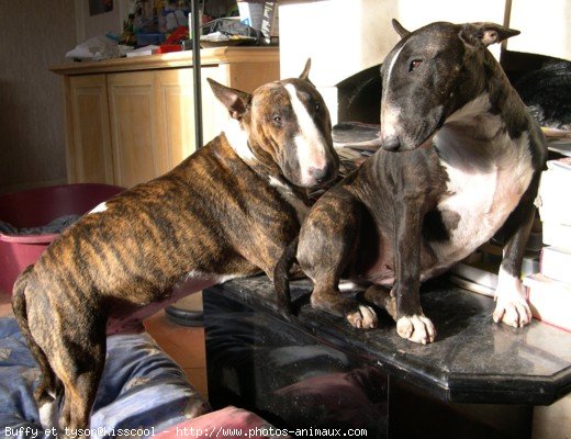 Photo de Bull terrier miniature