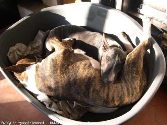 Photo de Bull terrier miniature