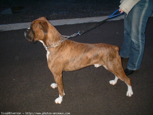 Photo de Boxer