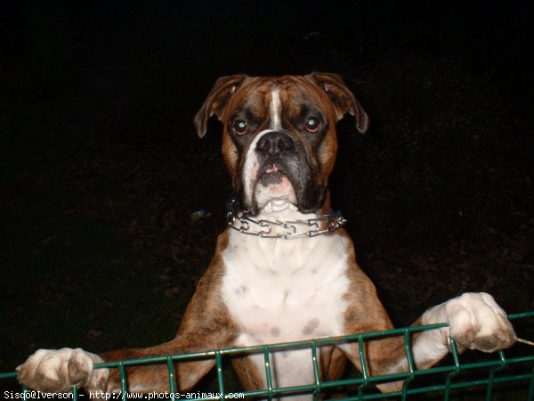 Photo de Boxer