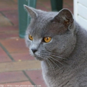 Photo de Chartreux