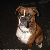 Photo de Boxer